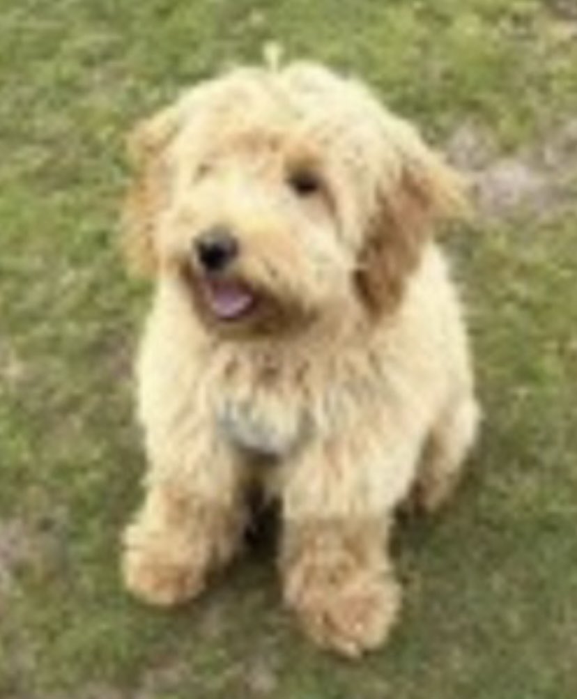 FERGUS lost in #Stourport town centre #DY13 CENTRAL 21/4/24 🚨RUNNING SCARED PLEASE DO NOT CHASE IF SEEN🚨 Male/young adult #Cockapoo Golden doglost.co.uk/dog-blog.php?d… @StourportHC @stourporthour @RachaelB100 @PcsharonPage @juliagarland73 @BitofDecorum @SheilaGarci2 @JacquiSaid