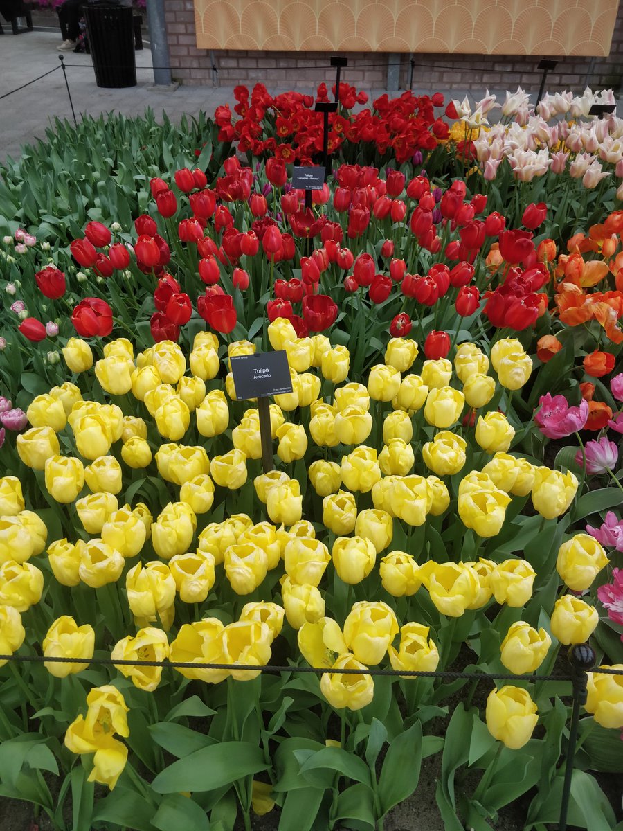 #TulipFestival Netherlands 💛❤️