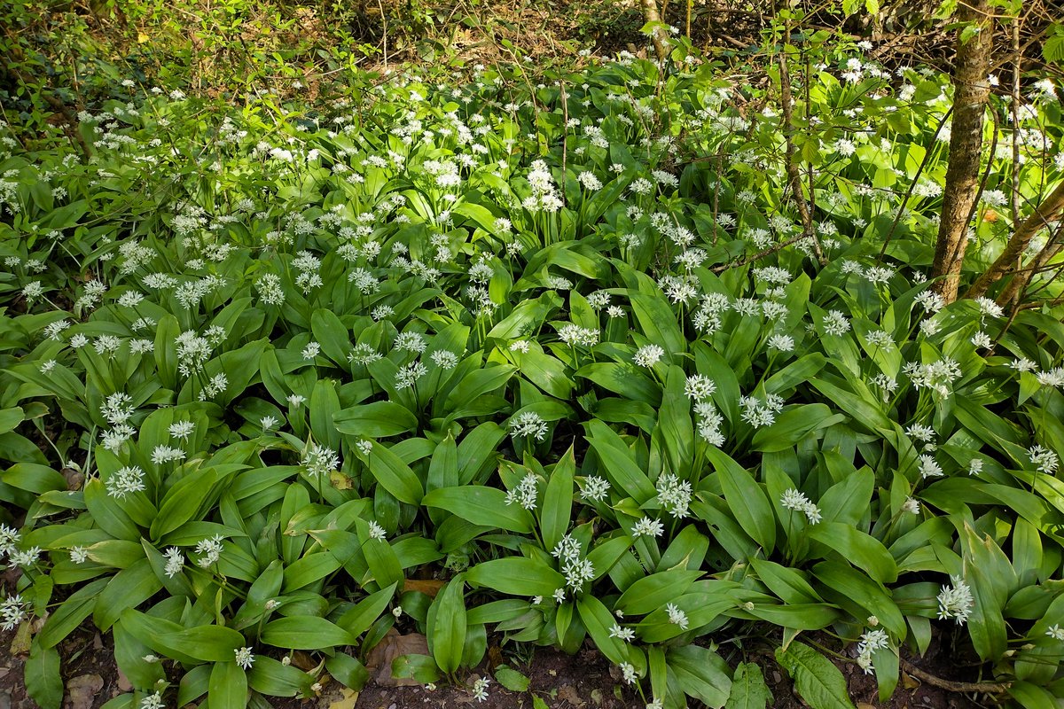 #WildFlowerHour Along the coast path between Torquay and Babbacombe, Three-cornered Garlic (Allium triquetrum) is everywhere - very beautiful but it seems to be taking over. I was therefore pleased to find a patch of Ramsons (Allium ursinum) near Anstey's Cove @BSBIbotany