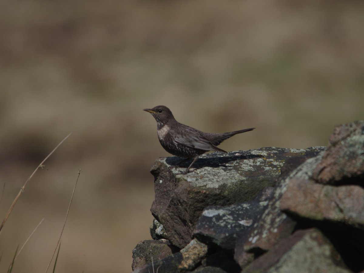 Ring Ouzels showing well @MarkCocker2 and in good numbers all of a sudden in the high Staffordshire Moorlands today 21.04.2024