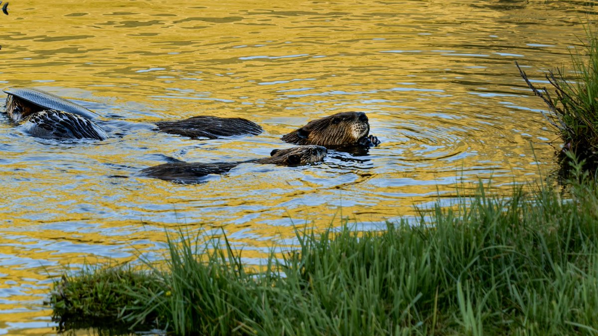 How are @NASA, universities, and beavers joining forces to rebuild ecosystems? Read about the ultimate #EarthDay team-up here: go.nasa.gov/3Jxwv4F