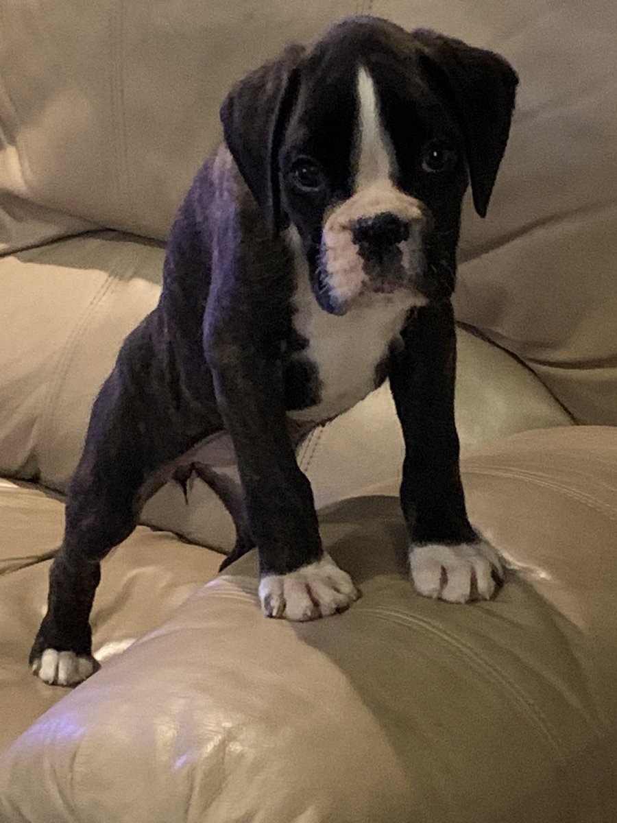 Queen of the couch! Lazy Sunday with pops!