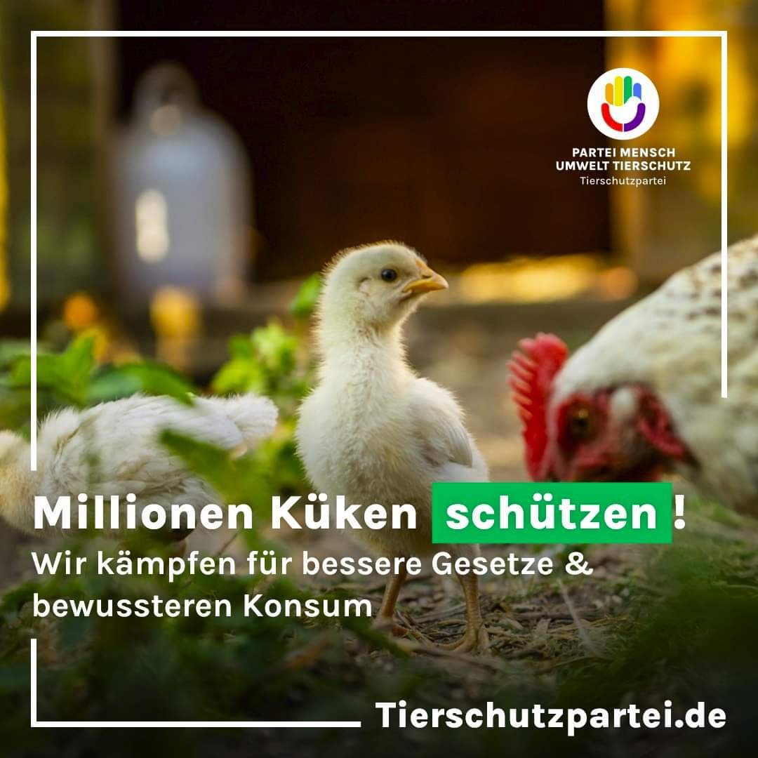 Das deutsche #Kükentötungsverbot ist ein Schritt für mehr #Tierschutz, doch die Realität zeigt: Das Leid verlagert sich ins Ausland. Millionen Küken sterben jährlich für die industrielle #Eierproduktion. Wir müssen handeln!