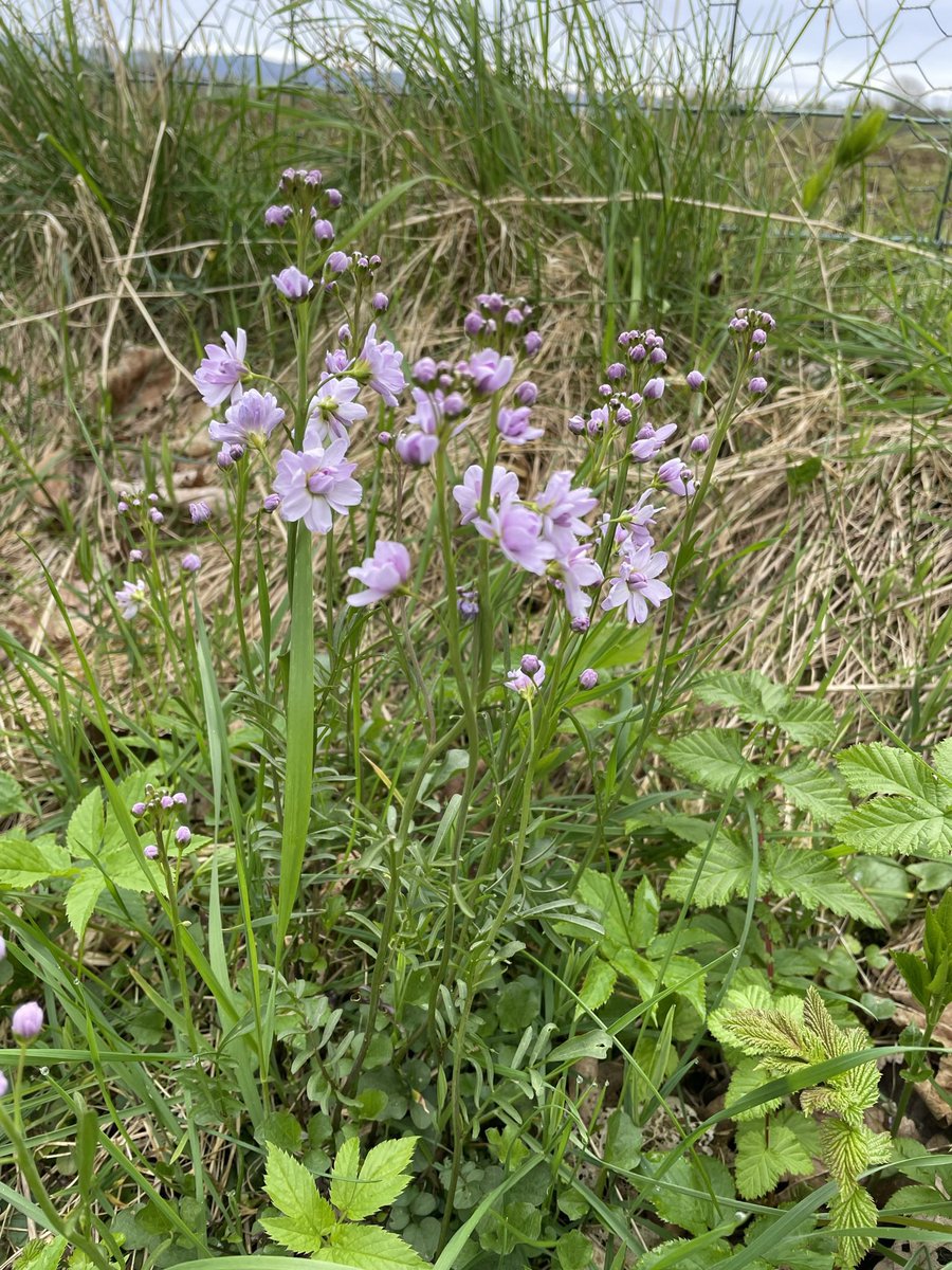 I found this beauty near Penpont in Dumfries and Galloway. It’s new to me so please #wildflowerID #wildflowerhour @wildflower_hour