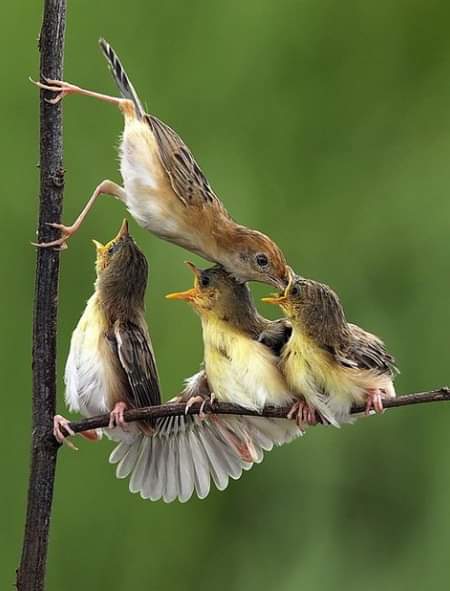 So Beautiful Birds 🥰❤️🦜🦜
.
.
.
.
#bestphotochallenge
#BestPhotographyChallengeio
#picturechallenge
#wildanimal
#animals
#photo
#challenge
#photographychallenge
#picture
#picoftheday
#photographerforhire
#photoshoot
#photochallenge