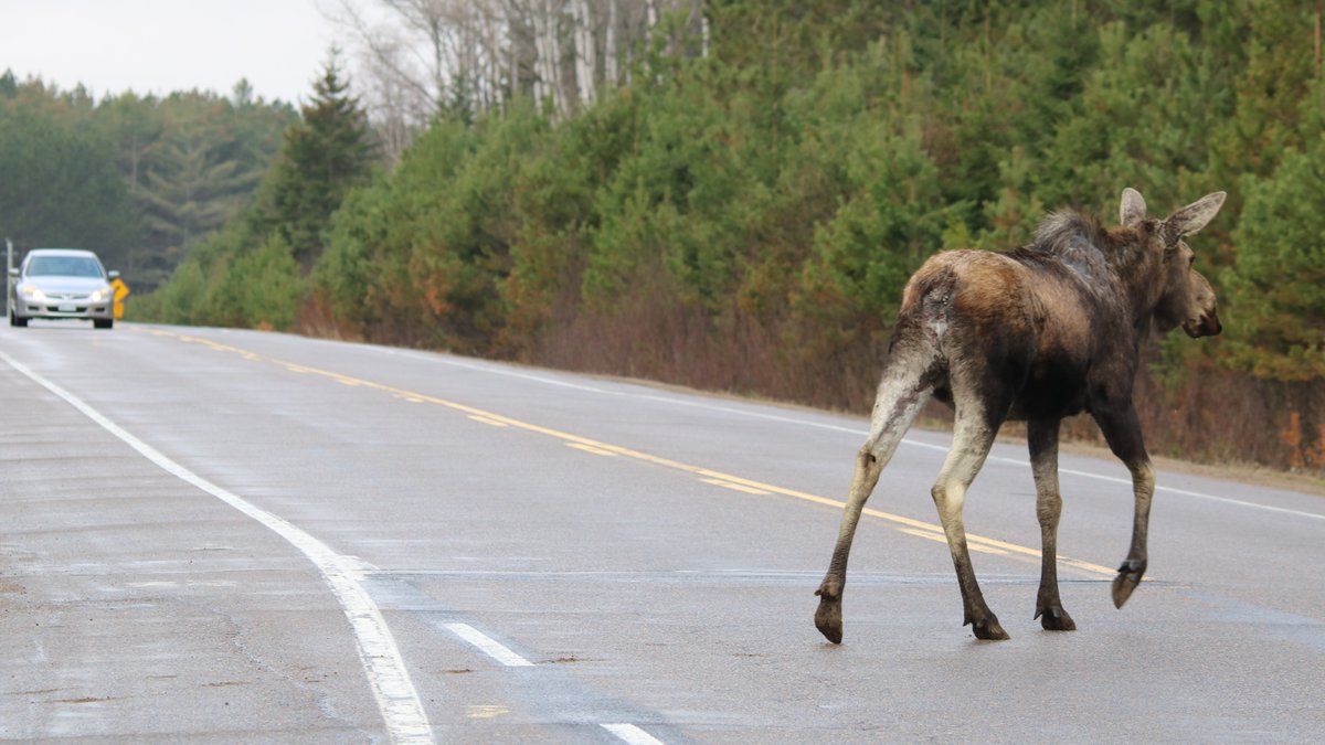 Spring means more wildlife out and about, especially in our parks! Don’t forget: these creatures may need to cross the road. 🦌 🛑 Please slow down, watch for wildlife, and always obey posted speed limits.