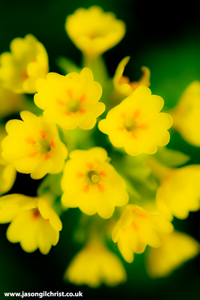 jgilchrist13's tweet photo. @wildflower_hour @BSBIbotany @PlantlifeScot @BSBIScotland @Love_plants @EdinburghNats @Britnatureguide @NatureUK @MacroHour @NatureScotSouth @ScotsMagazine @VisitScotland @Scotland @scottishcanals Cowslip, Primula veris.
Lauriston Castle, Edinburgh, Scotland.
#CowslipChallenge #cowslip #Primulaveris #wildflower #TwitterNaturePhotography #macro #MacroHour #StormHour #ThePhotoHour #LauristonCastle #Edinburgh #Scotland #ScotlandIsNow #WildflowerHour 
@wildflower_hour https://t.co/XPmrOOvrSi