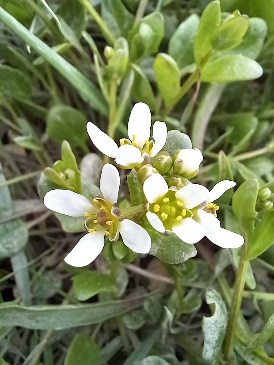 Scurvy-grass on the vast and impressive Dee Estuary saltmarshes. I believe the current thinking is that these are mosly the hybrid Cochlearia x hollandica, which would explain why ID has always been so difficult. 
#wildflowerhour