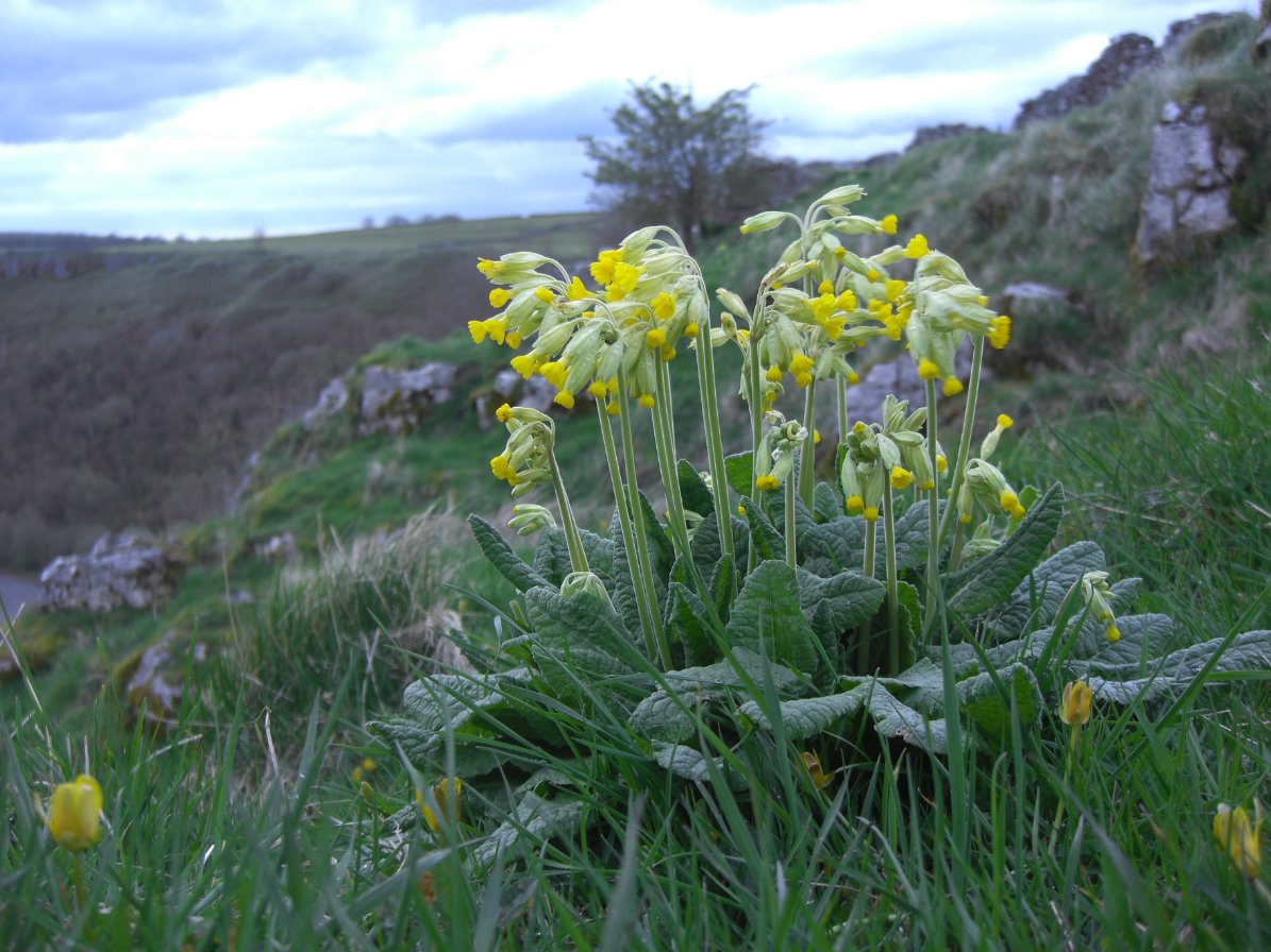 Andrew_P_Askew's tweet image. Cowslips on Topley Pike Nature Reserve last Friday 
#wildflowerhour #CowslipChallenge
@wildflower_hour @DerbysWildlife @WildlifeTrusts