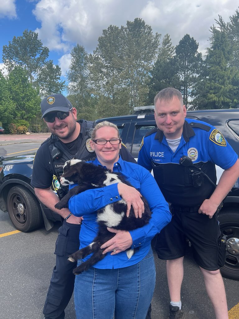 Cowboy (the goat) has been located and returned to his family. Great end to the @WAStateFair Spring Fair! And you still have a great afternoon and evening to visit the fair today!