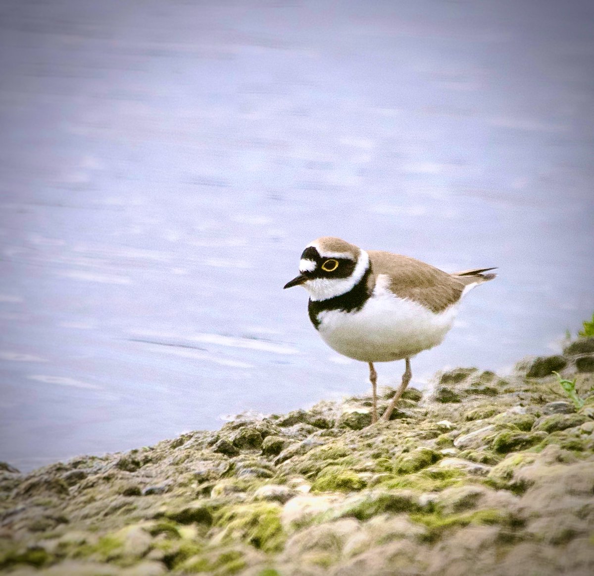 Spent a happy half hour this morning watching and photographing Arctic Terns on Lockwood Reservoir - and when I stood up I flushed a Litte Ringed Plover which I managed to relocate (and snap) on the opposite bank @E17Wetlands @EugeneDH_Bass @LondonBirdClub #londonbirds