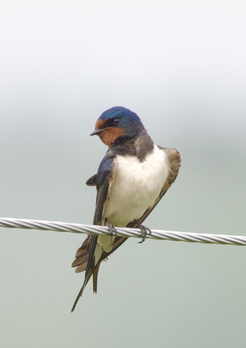 Barn swallow - Hirundo rustica - Kır kırlangıcı 

#birdphotography #birdwatching #BirdsSeenIn2024 #BirdsOfX #nature撮影会 #naturelovers #birding #gardenphotography #NaturePhotography #naturetherapy #Sigmaライバー #wildlifephotography #nikonphotography #nikonz6ii #hangitür