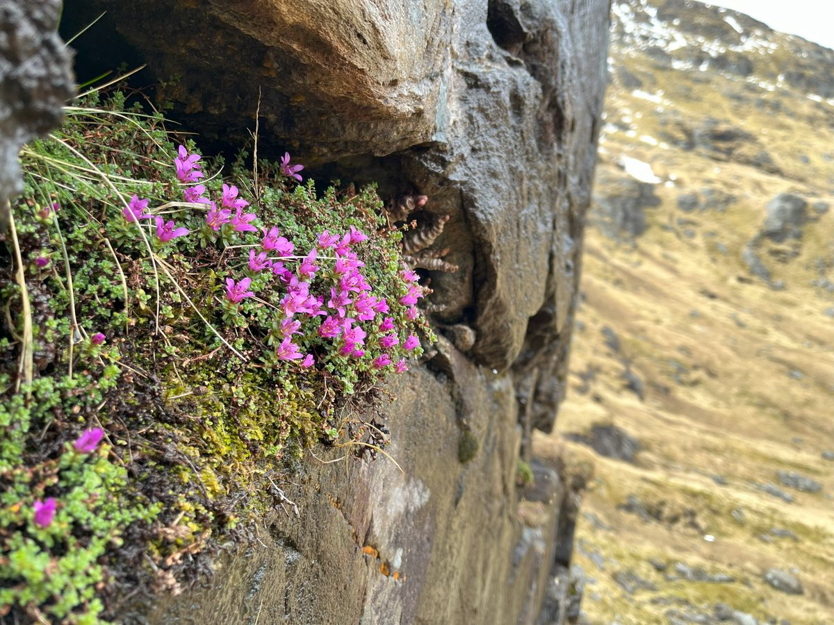 Purple Saxifrage on Stob Binnein, Perthshire! One of our earliest flowering mountain plants, and in my opinion one of the best! Every spring I fall in love with it all over again 😍 #wildflowerhour