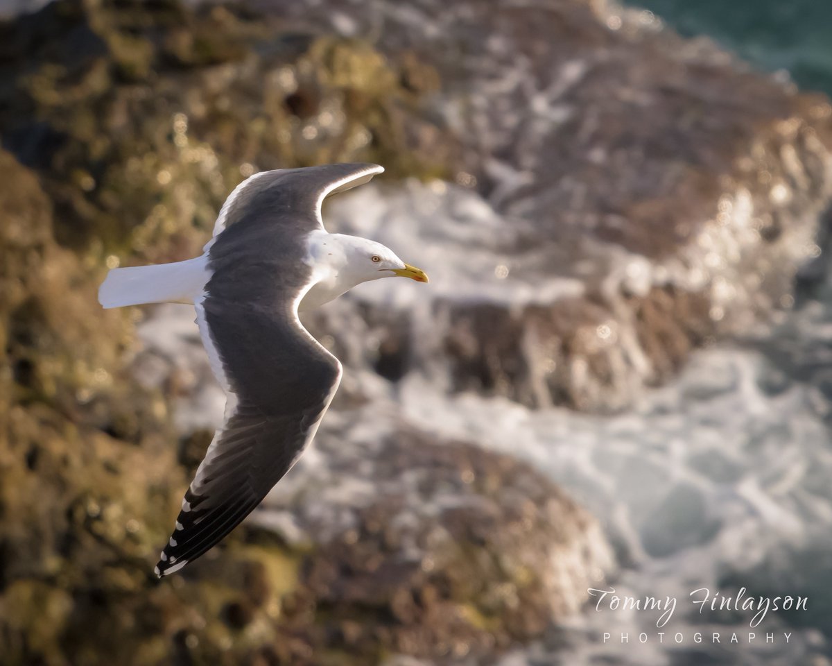 Lesser black-backed gull (Larus fuscus) from Feb 2024 #Gibraltar #BirdsSeenIn2024 @GibMarine @BTO @BirdingRasta @gonhsgib @InfoGibraltar @GibraltarBirds @Natures_Voice @Britnatureguide @BirdGuides @BirdLifeEurope @GibReserve