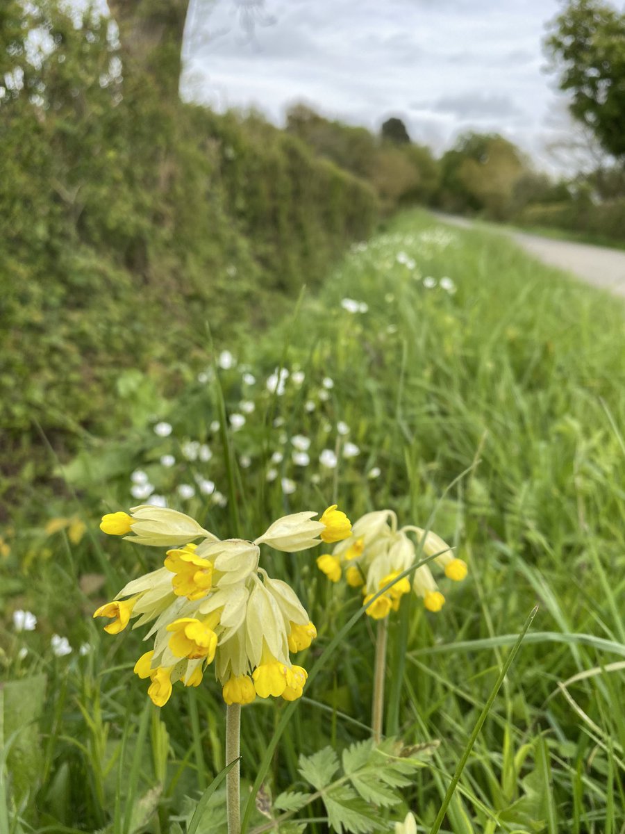 JohnFen1's tweet image. Cowslips challenged by Greater Stitchwort on a rural Lincolnshire roadside verge #Cowslipchallenge #wildflowerhour