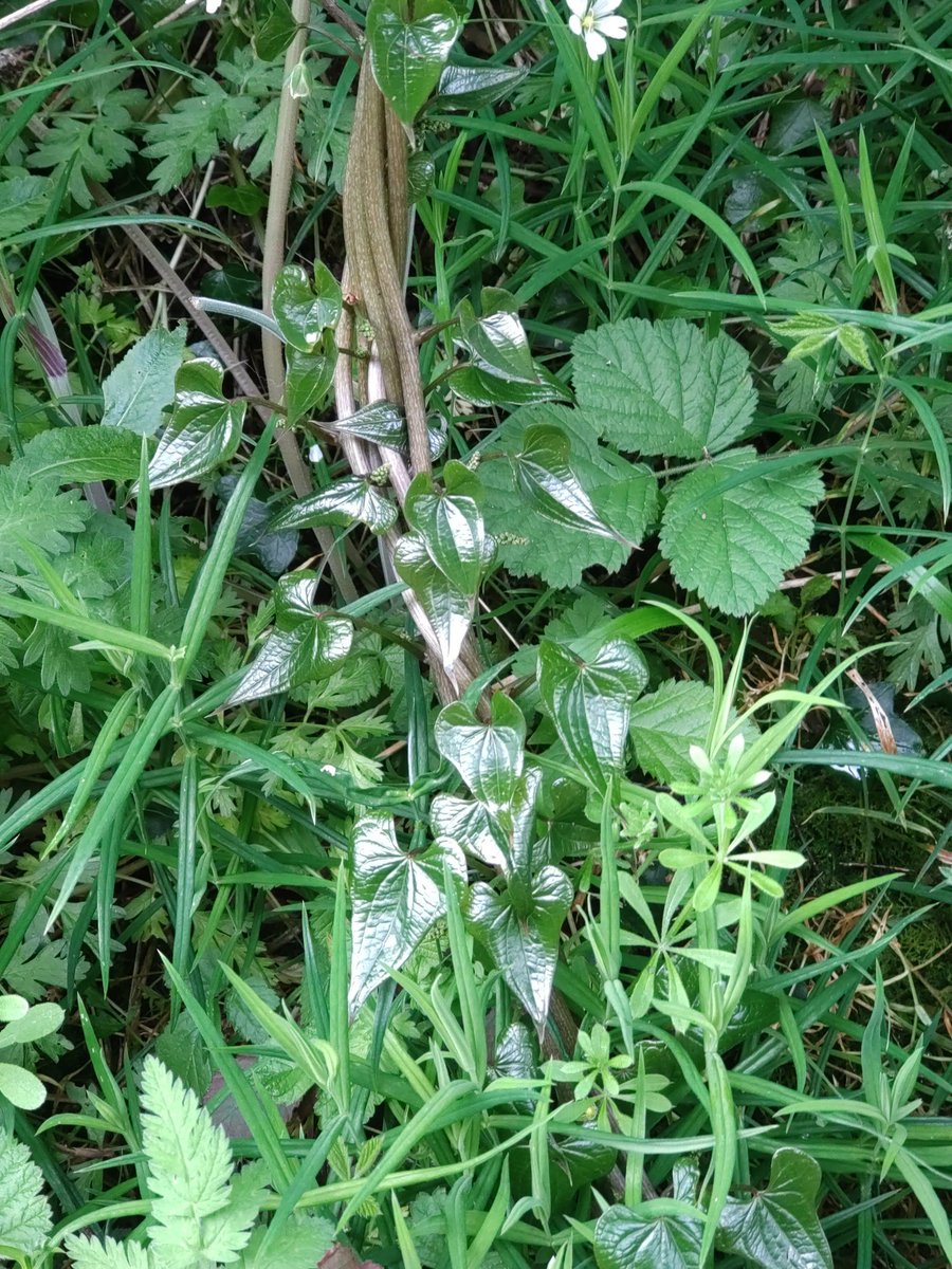 I think we found some new black briony up one of the local lanes #WildFlowerHour