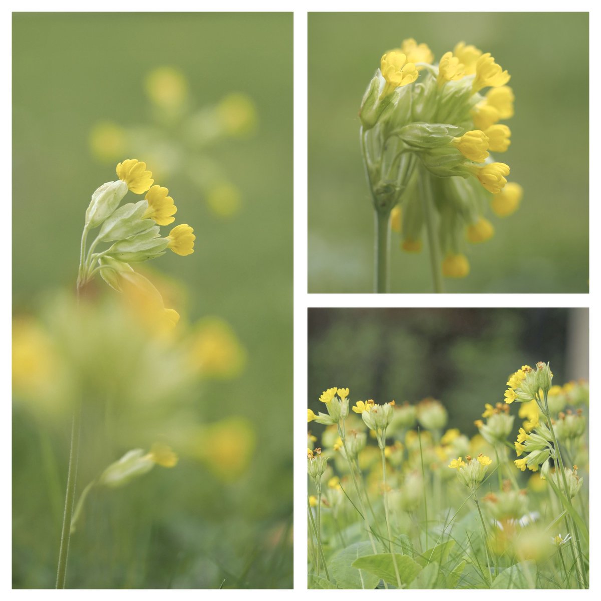 JillWhitelock's tweet image. Cowslips in the grass between @ClareCollege and @theUL. #CowslipChallenge #WildflowerHour