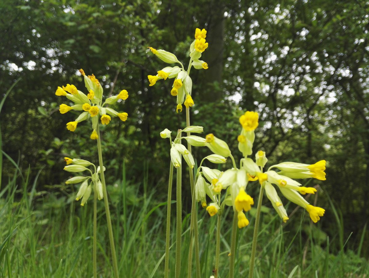 DuskyMoko's tweet image. #wildflowerhour #CowslipChallenge