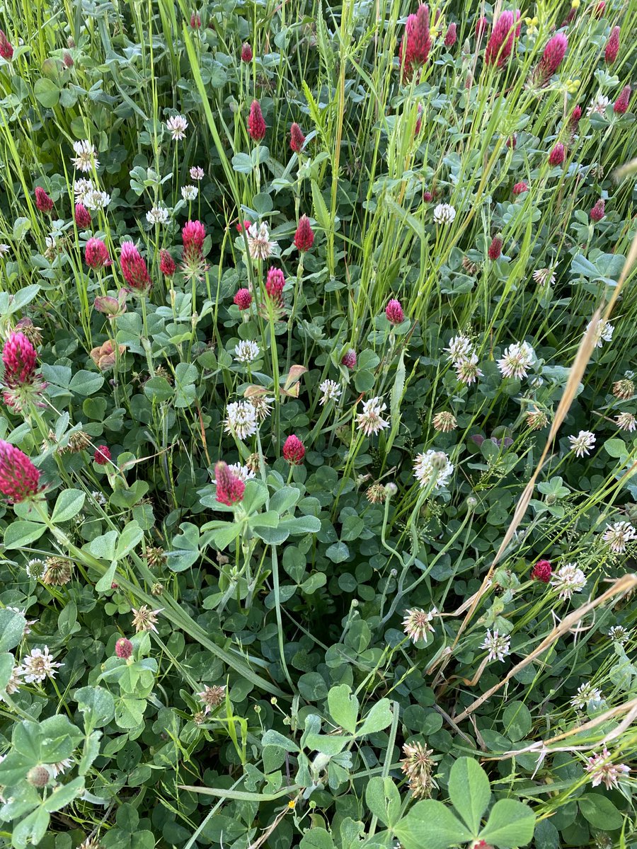 Long Story Farms, LLC tweet media