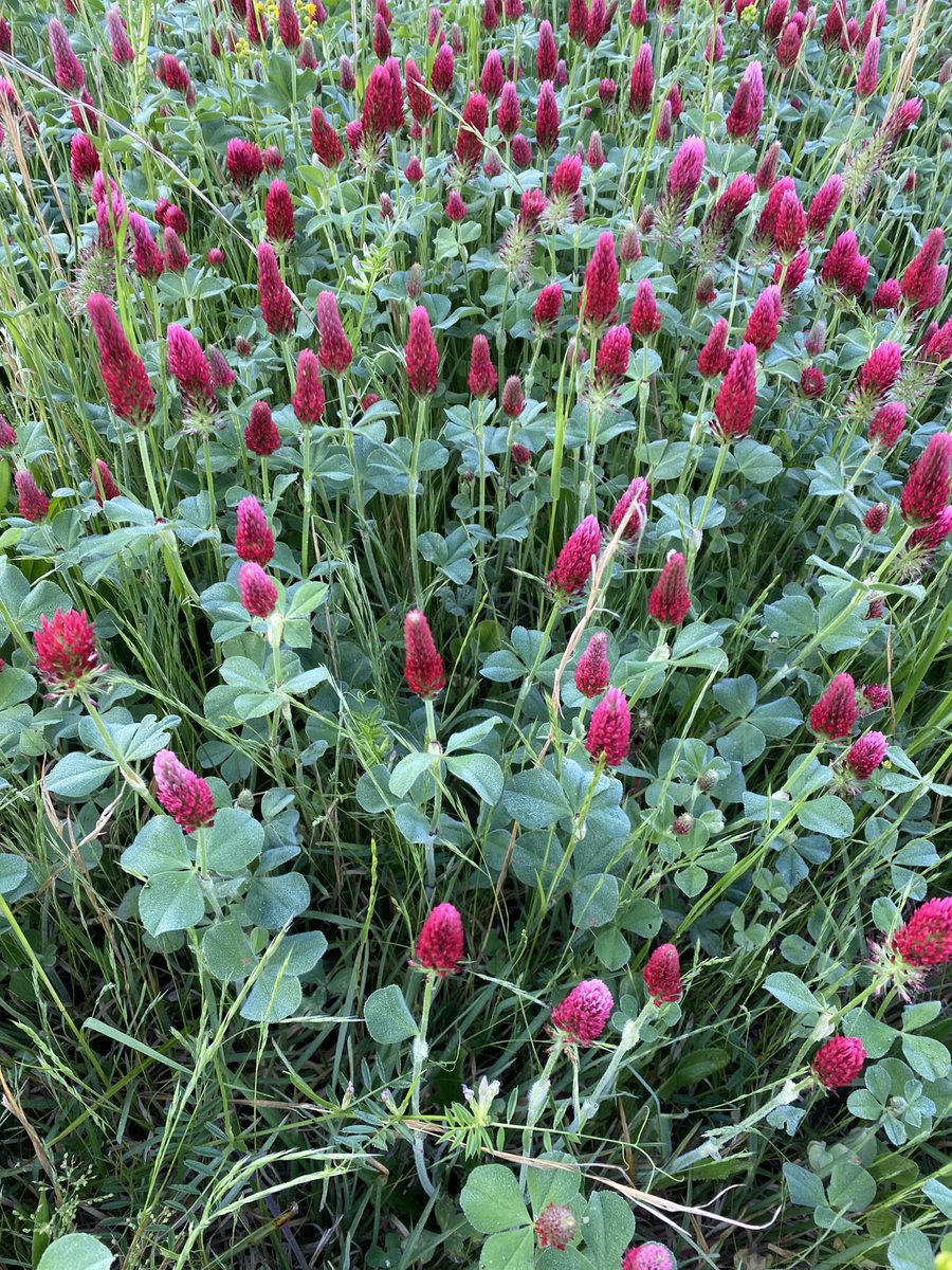 Long Story Farms, LLC tweet media