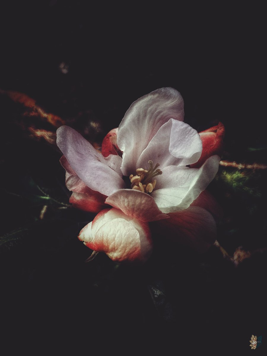 Blooming from Nothing #photography