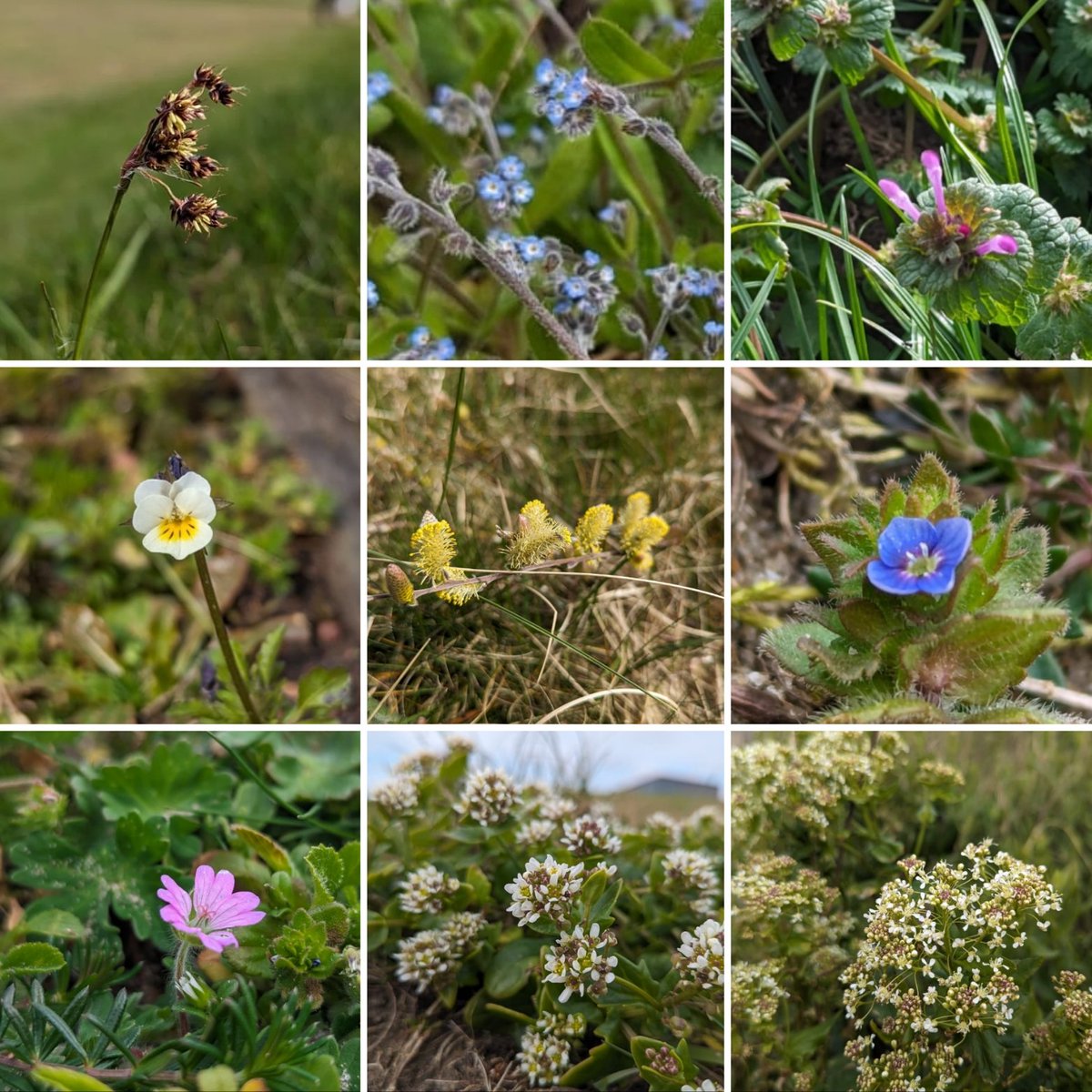 A wee montage #wildflowerhour montage from the coast this week 📸 Field Wood-rush, Early Forget-me-not, Henbit, Field Pansy, Creeping Willow, Wall Speedwell, Dove's-foot Crane's-bill, Scurvygrass and Hoary Cress.