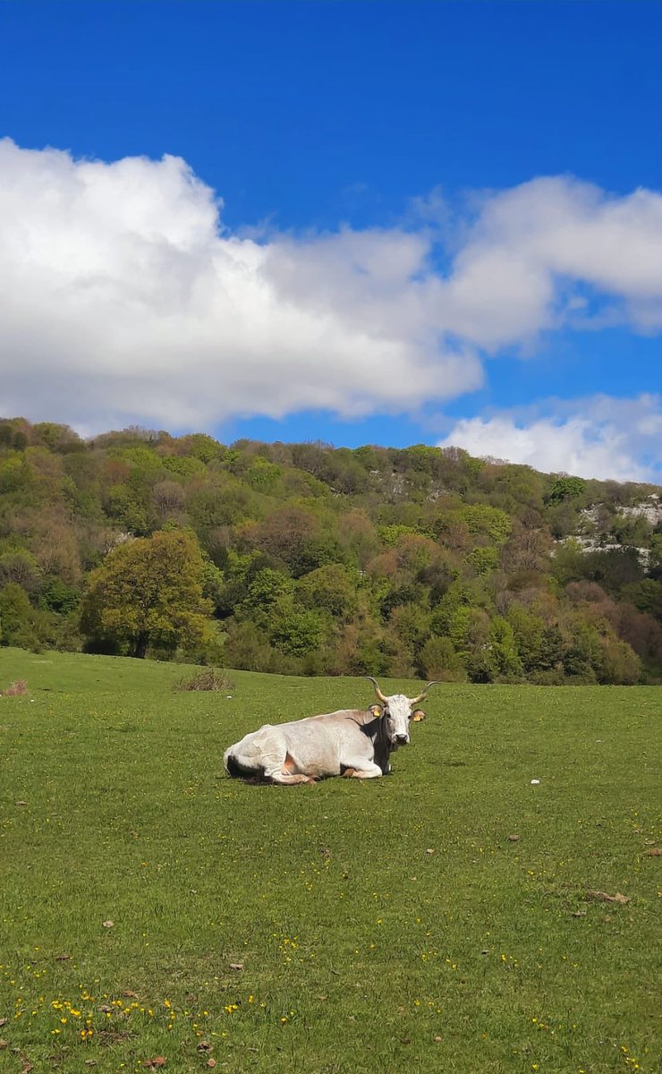 #Stupore_Lucano #basilicata #mucche #cow #montagna #nature #cows #animals #mountains #natura #animali #photooftheday #italy #landscape #photography #mucca #instanature #travel #pascolo #naturephotography #pollino #instaphoto #mucchealpascolo #verde #green #love #cowsofinstagram