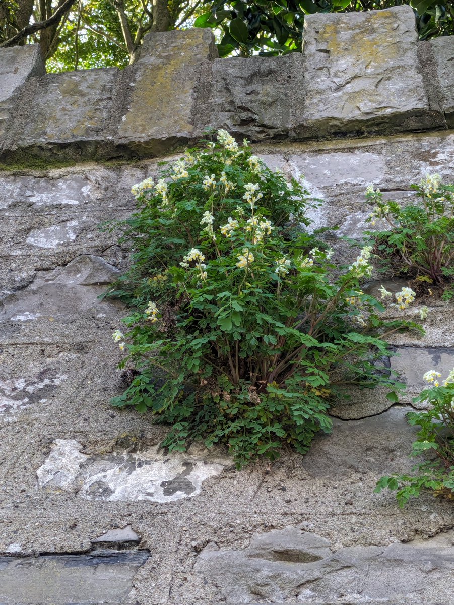 Ol_LynchEco's tweet image. No Cowslips for the #CowslipChallenge this week, but a few nice plants. Pseudofumaria alba (Pale Corydalis) in Dublin. Lamium album (White Deadnettle), Orchis mascula (Early Purple Orchid), and Viola riviniana (Common Dog Violet) from Galway. @wildflower_hour