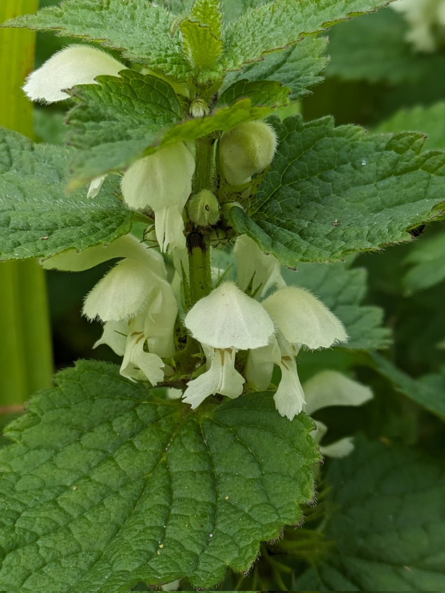 Ol_LynchEco's tweet image. No Cowslips for the #CowslipChallenge this week, but a few nice plants. Pseudofumaria alba (Pale Corydalis) in Dublin. Lamium album (White Deadnettle), Orchis mascula (Early Purple Orchid), and Viola riviniana (Common Dog Violet) from Galway. @wildflower_hour
