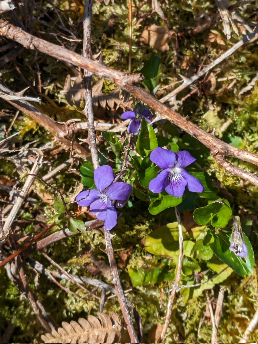 Ol_LynchEco's tweet image. No Cowslips for the #CowslipChallenge this week, but a few nice plants. Pseudofumaria alba (Pale Corydalis) in Dublin. Lamium album (White Deadnettle), Orchis mascula (Early Purple Orchid), and Viola riviniana (Common Dog Violet) from Galway. @wildflower_hour