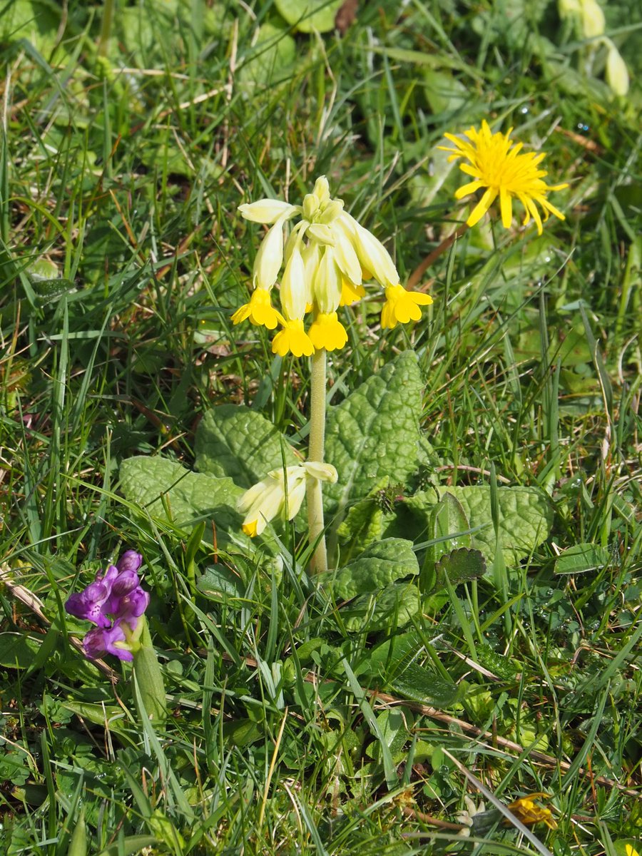 Green-winged Orchid + Cowslip + Dandelion = Spring is sprung, NW Lancs #cowslipchallenge #wildflowerhour