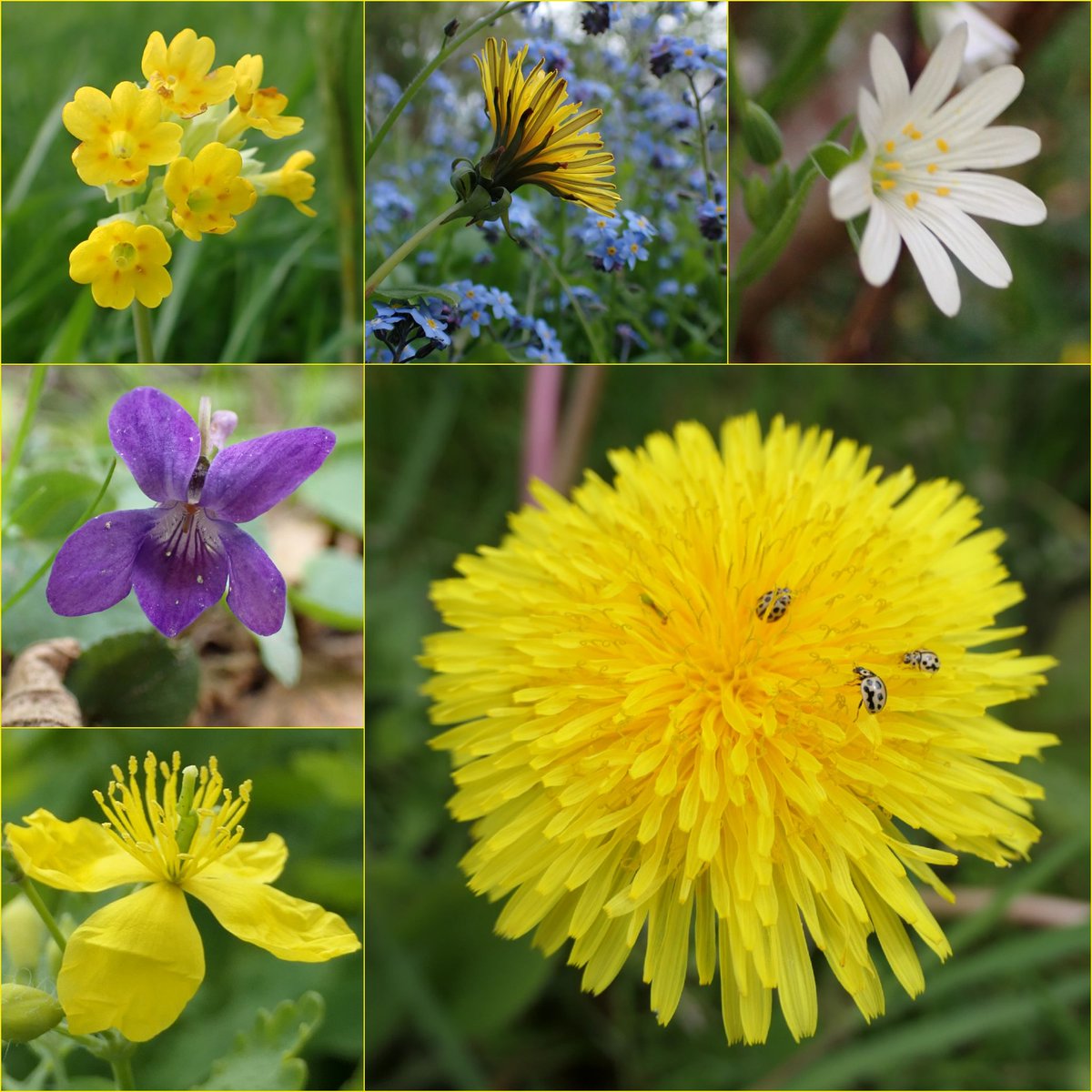 Happy ##WildFlowerHour #Cowslip challenge accepted 😁 #Dandelions, stitchwort, violet, greater celandine, forget me not, and having a party in the Dandelions today were lots of tiny 16 spot ladybirds.