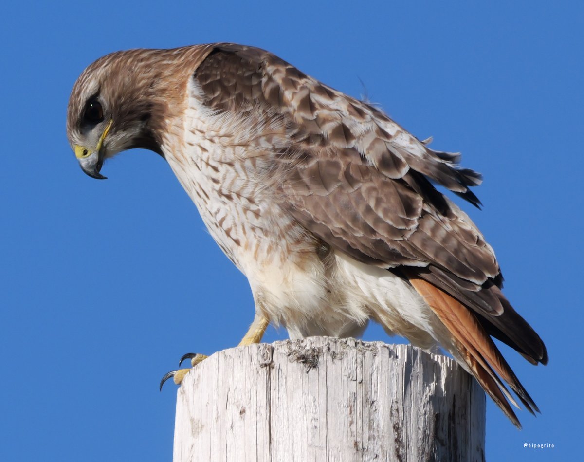 Red-tailed Hawk Northport, Long Island, NY #birds #birdphotography #birding #birdwatching #birdsofprey