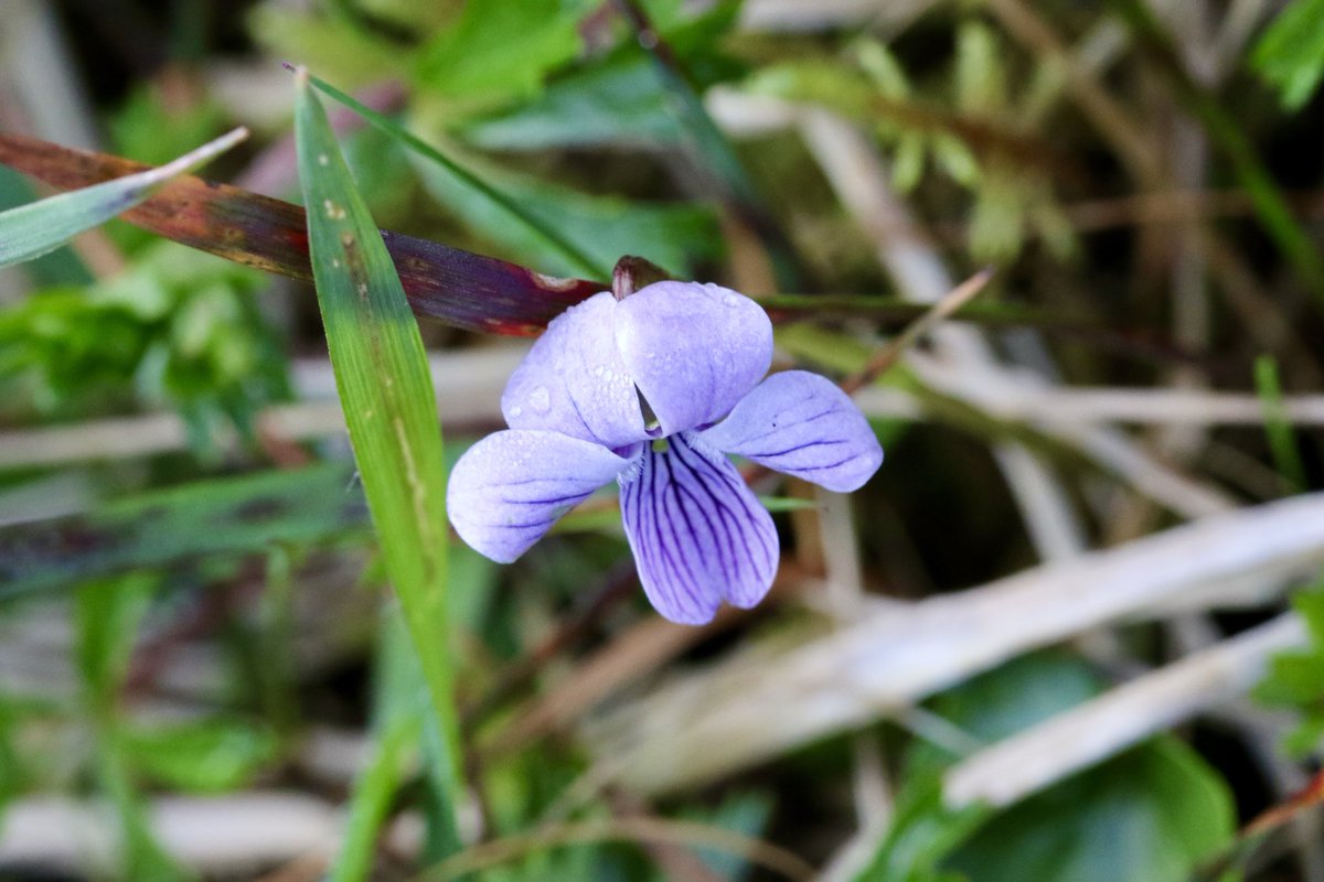 Tiny Marsh Violets below Seefin on the Sheep’s Head this week. Easily overlooked especially if other Violets around. I think these are Viola palustris subsp. juressi #wildflowerhour ⁦@BSBIbotany⁩