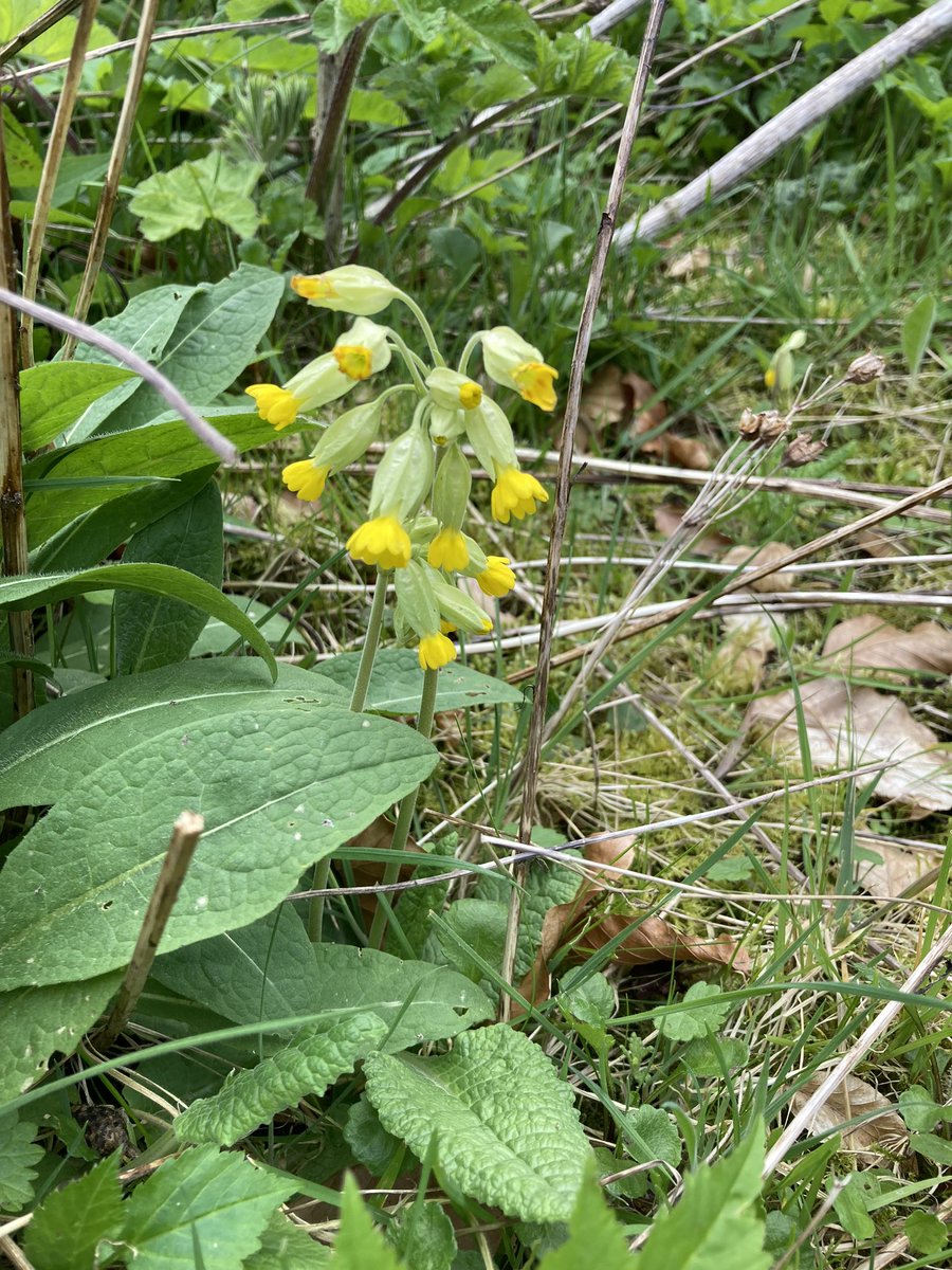 alisonlock25's tweet image. #wildflowerhour 
Few odd cowslips in some waste ground in time for this weeks #cowslipchallenge 💛 east Scotland