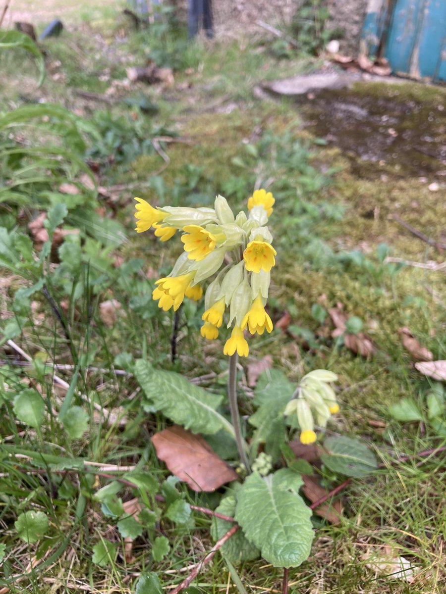 alisonlock25's tweet image. #wildflowerhour 
Few odd cowslips in some waste ground in time for this weeks #cowslipchallenge 💛 east Scotland