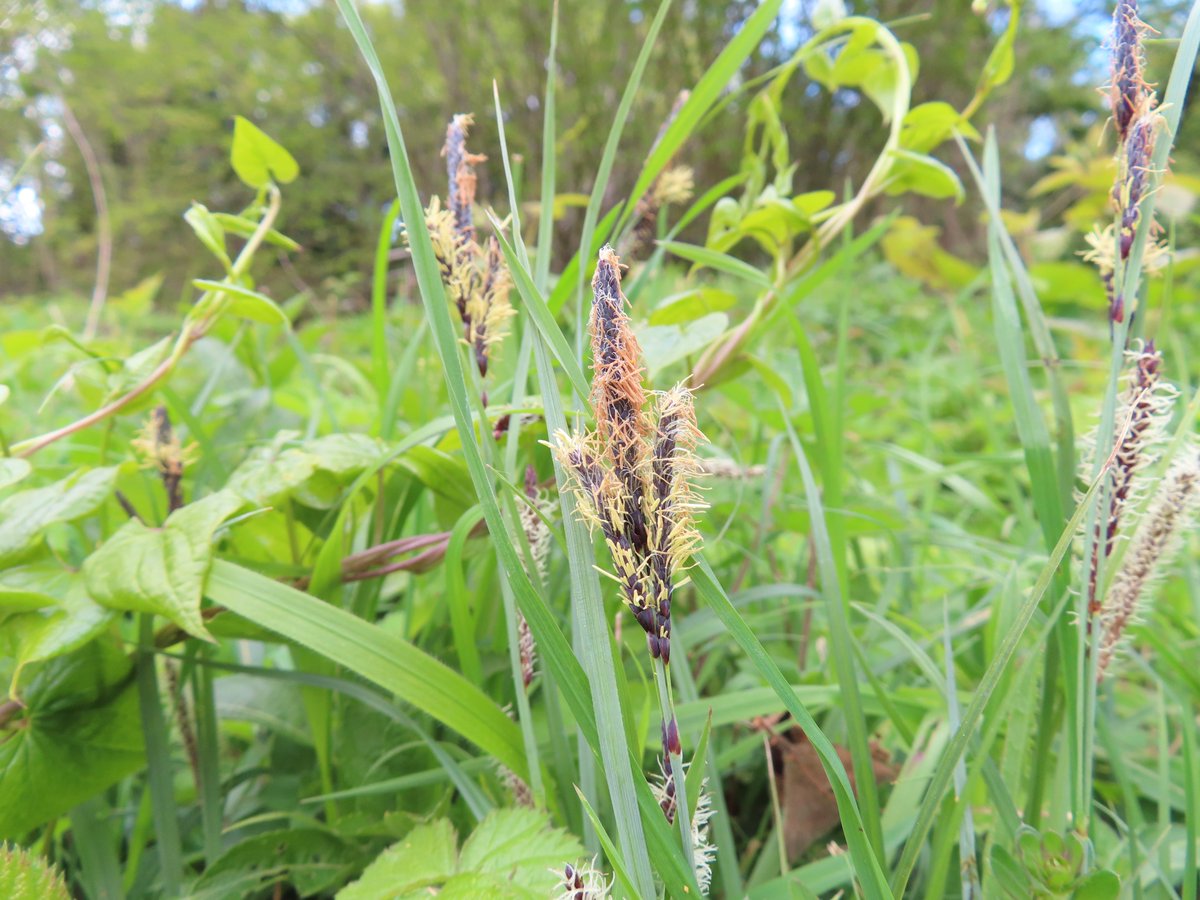 The chalk grassland is waking up too - Wild Migonette, Milkwort, Common Gromwell & Glaucous Sedge (probably!) #wildflowerhour