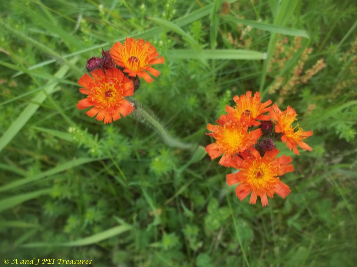 #FlowersOnFriday brings some orange Hawksweed.  They add a splash of colour to the early fall.  The longer they are out, the more the middle turns yellow.  #Friday #PrinceEdwardIsland #PEI #Canada #Canadian #Maritimes #Atlantic #flowerphotography #flowers #photography #nature