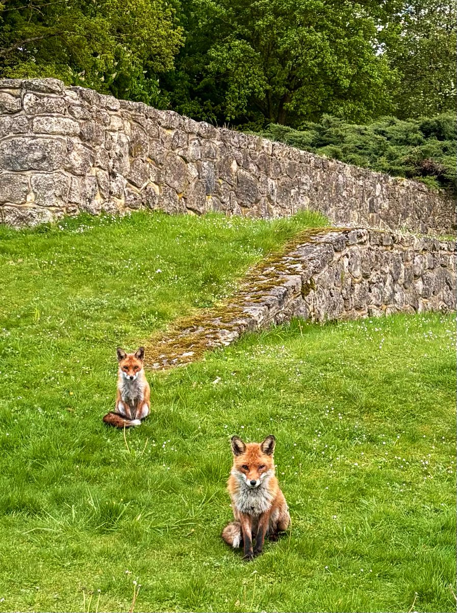 Yes… can I help you?? 😀🦊🦊 #dinnertime #Fox