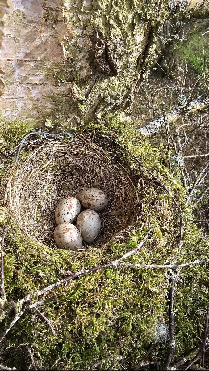 Stunning mistle thrush Co Durham with @tonymcguire1966 @ScarecrowNeste1 @NestingUpNorth