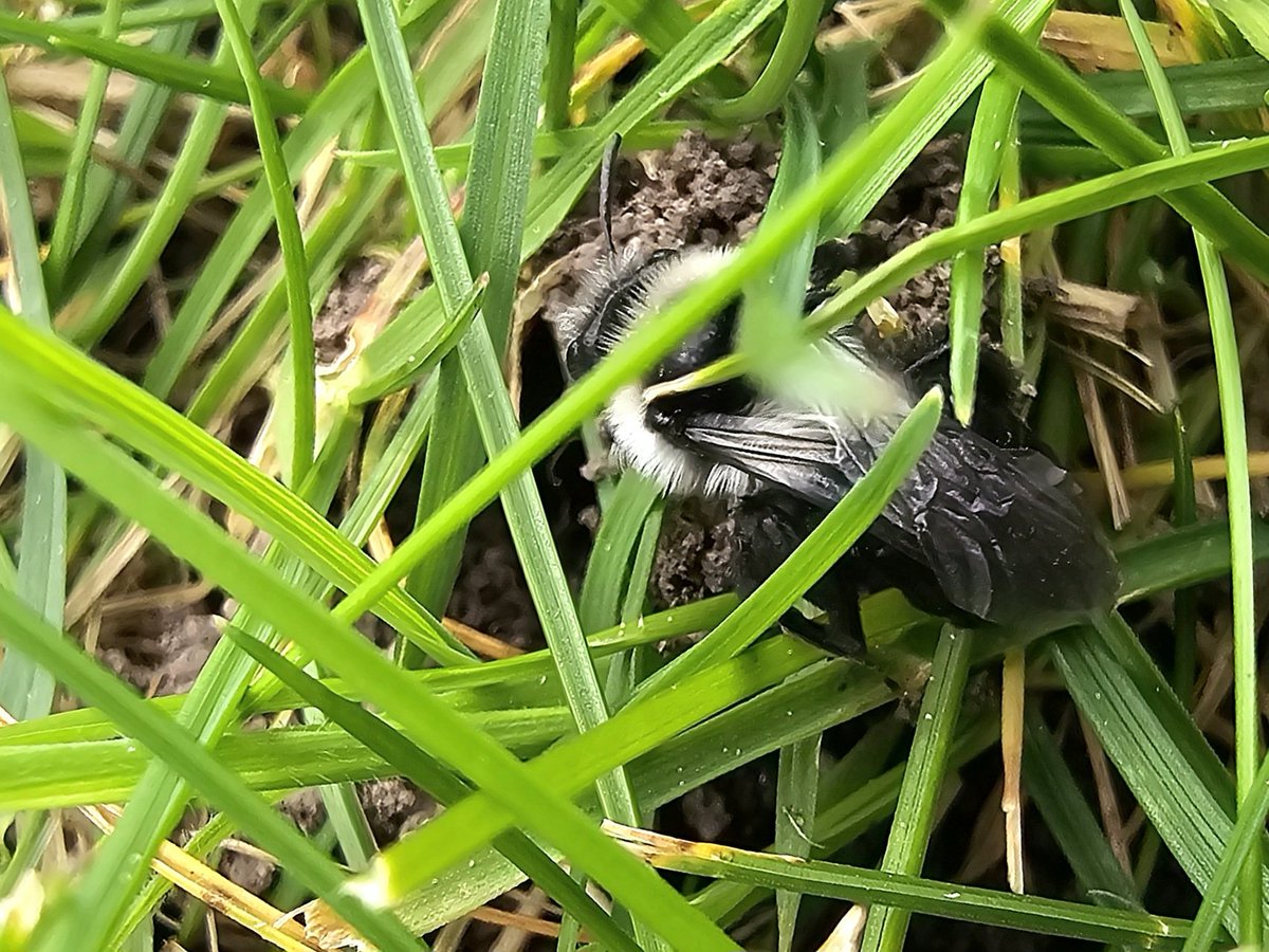 At least seven species of mining bee on the garden dandelions: Tawny, Ashy, er, Happy, Sleepy, Grumpy... 🌼🐝🌼 #salopobs #solitarybees