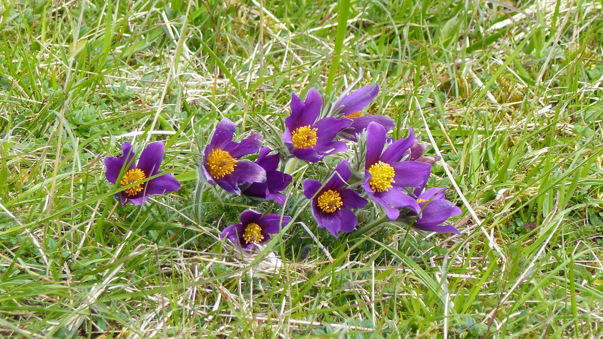 A long overdue visit to Barnack Hills in time for the Pasque flowers - a first for me and just glorious, especially laced in with all the Cowslips and a few early orchids. #wildflowerhour @wildflower_hour @BSBIbotany @NE_WestAnglia