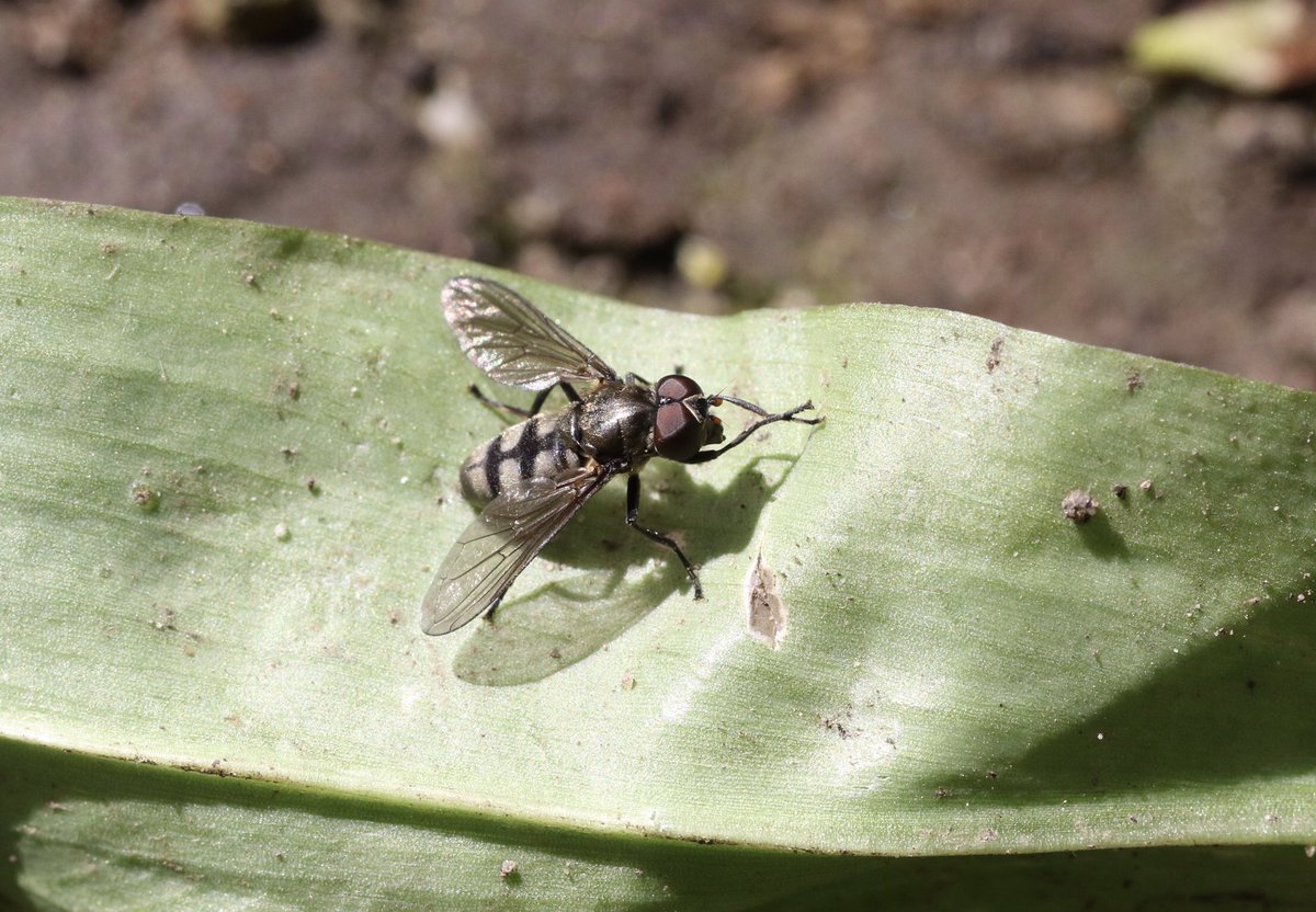 Nice to see my local population of Portevinia maculata doing well, seen @RSPBMiddleton 21/04/24 @DipteristsForum #fly #hoverfly #Syrphidae #Diptera