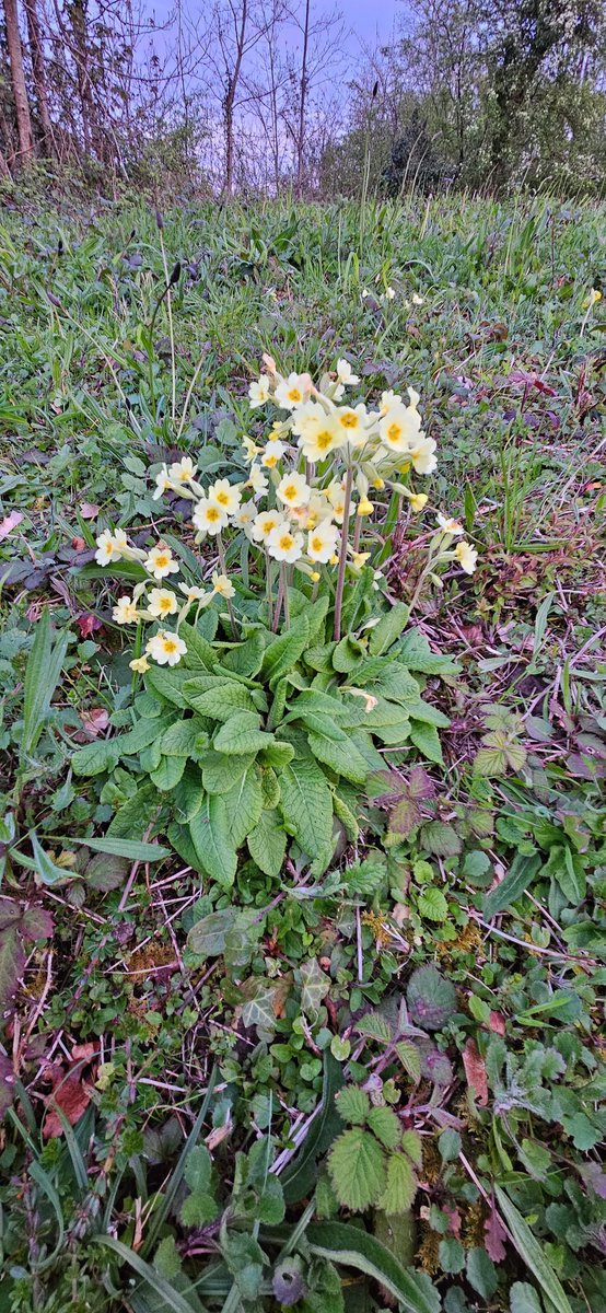 janeayto's tweet photo. False oxlip on roadside near A38 Plympton, Plymouth. Some cowslips in view as well. @BSBIbotany @wildflower_hour @WildFlowerSoc https://t.co/GuBqE55yiY