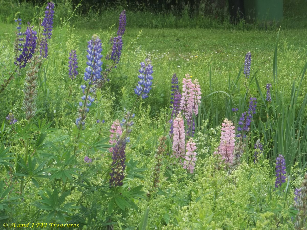 #FlowersOnFriday brings a bunch of lupins in multiple colours. There are even more colours than this as well.  Later in the spring they add lovely old fashioned colours and scent to the area.  #PrinceEdwardIsland #PEI #Canada #Canadian #Maritimes #Atlantic #flowerphotography