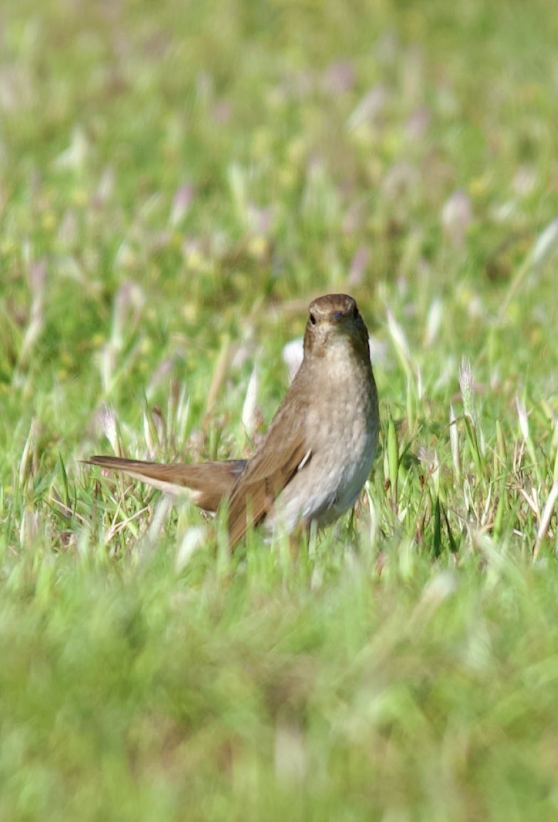 Nightingale - Luscinia megarhynchos - Bülbül

#BirdsSeenIn2024 #birdwatching #BirdsOfX #birdphotography #NaturePhotography #NaturePositive #naturelovers #wildlifephotography #GardenersWorld #GardeningX #wildlifephotography #nikonphotography #hangitür