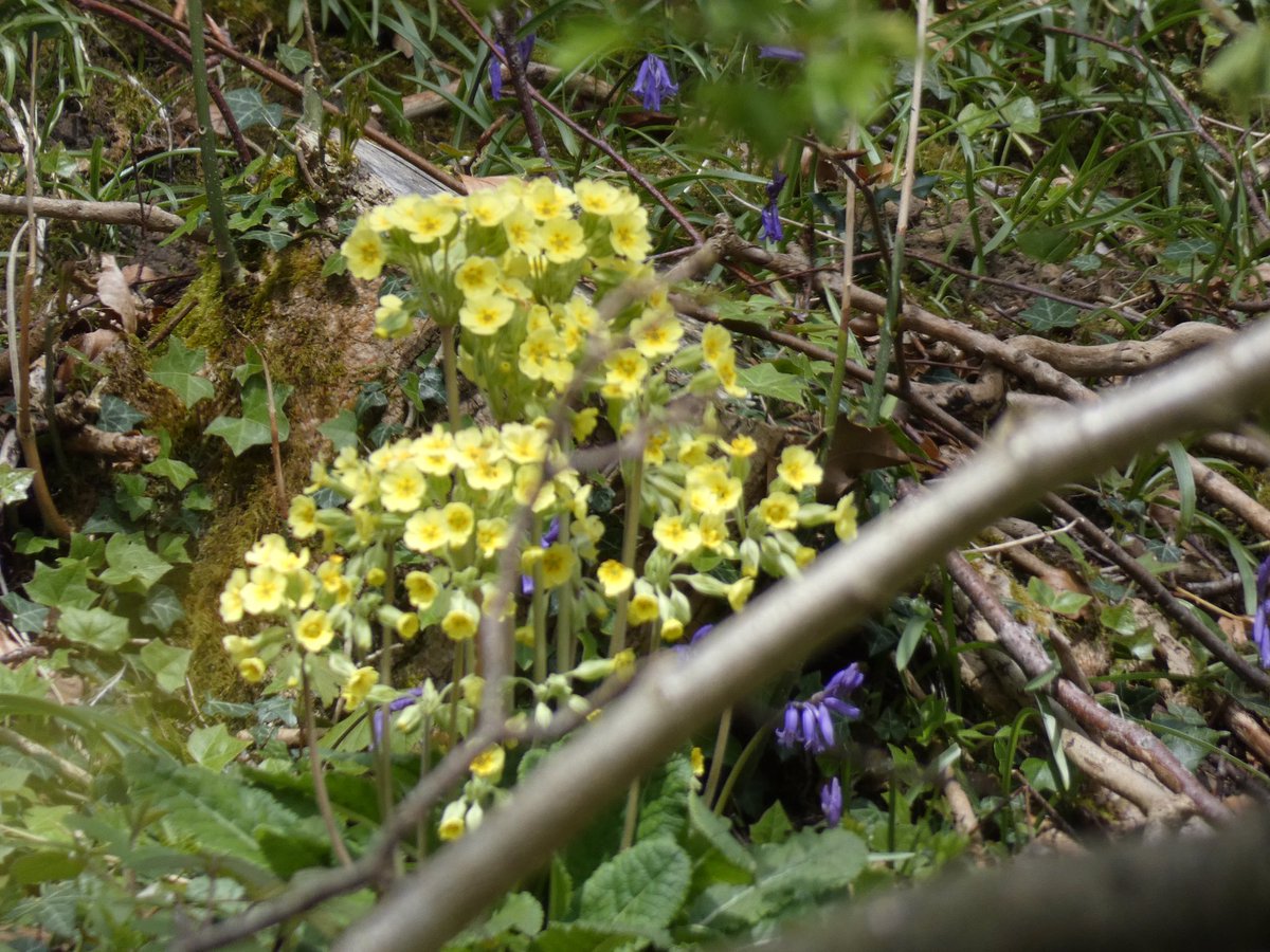 A visit to Chafer Wood today, a few of the many floral treats 😊💚🚶‍♂️🚶‍♀️ @YorksWildlife @WoodlandTrust @NorthYorkMoors @visitnorthyork