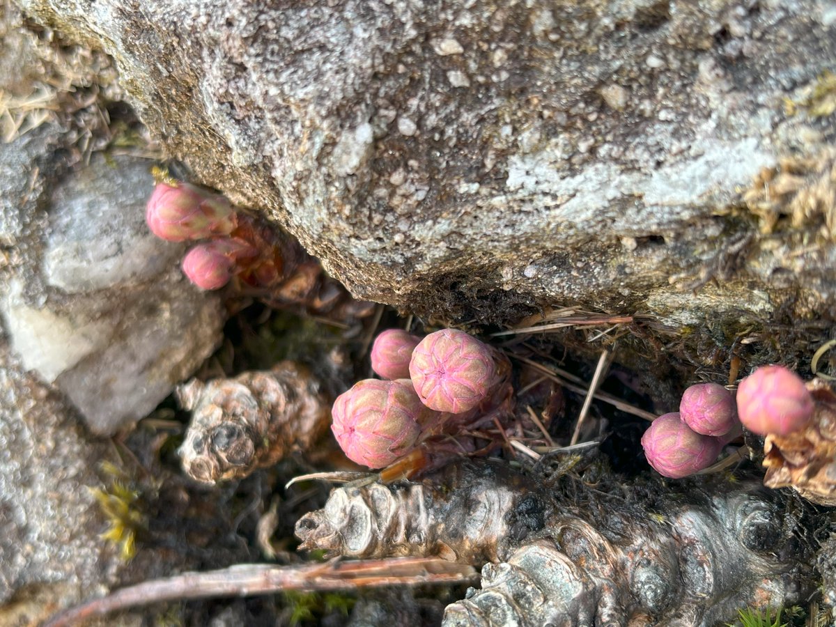 Signs of spring in the mountains - the bizarre bulbous shoots of Roseroot, poking out from a crack in a rock face! A member of the stonecrop family, it will develop bright yellow clusters of flowers that adorn crags and gullies. #wildflowerhour plantatlas2020.org/atlas/2cd4p9h.…