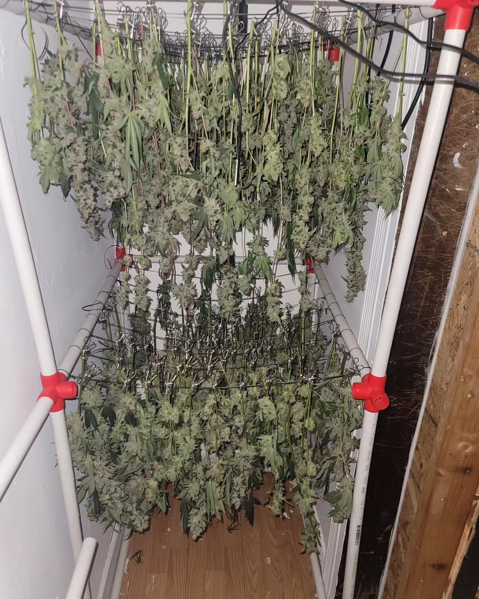 BoricuaTripleOG's tweet image. Last night finished up harvest and some light trimming. Now it's all hung to dry. In 2-3 weeks it'll all be in cure.