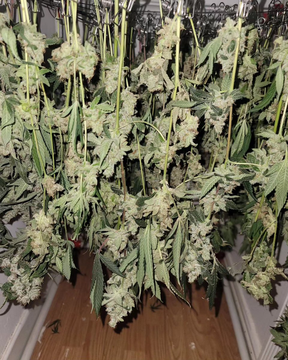 BoricuaTripleOG's tweet image. Last night finished up harvest and some light trimming. Now it's all hung to dry. In 2-3 weeks it'll all be in cure.